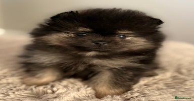 Pomeranian dogs - Advert 11