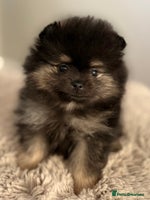 Pomeranian dogs - Advert 12
