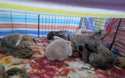 English Lop rabbits for sale: Beautiful baby bunnies  - Image 8