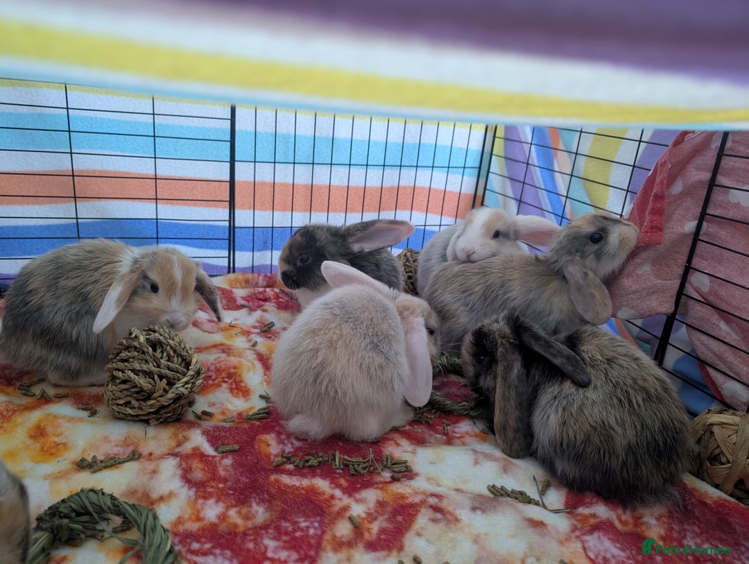 English Lop rabbits for sale: Beautiful baby bunnies  - Image 8