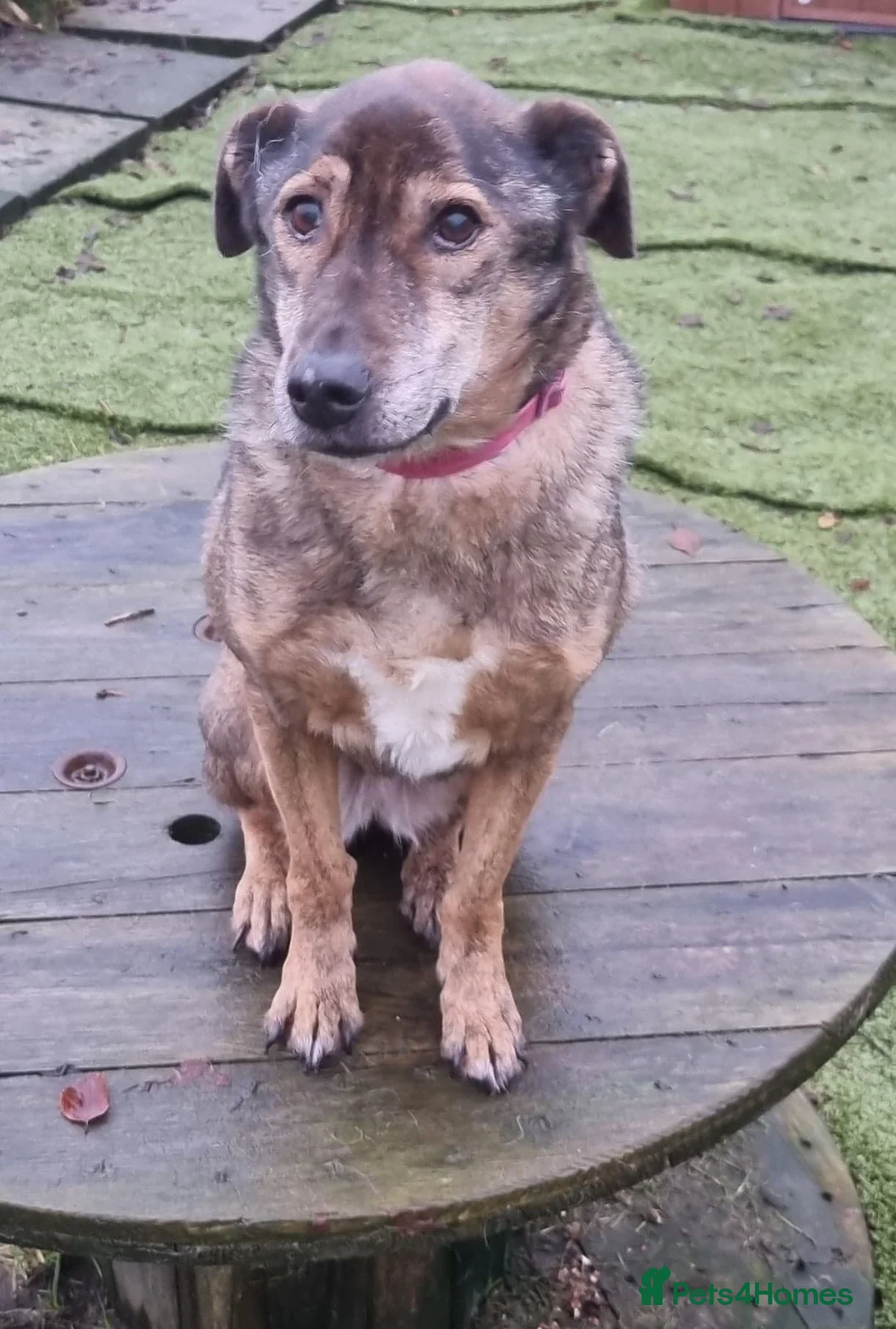 Mixed Breed dogs for adoption: Iza - looking for a family of her own in Ayr - Advert 5