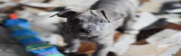 American Bull Staffy dogs for sale: American Staffordshire Terrier - Advert 11