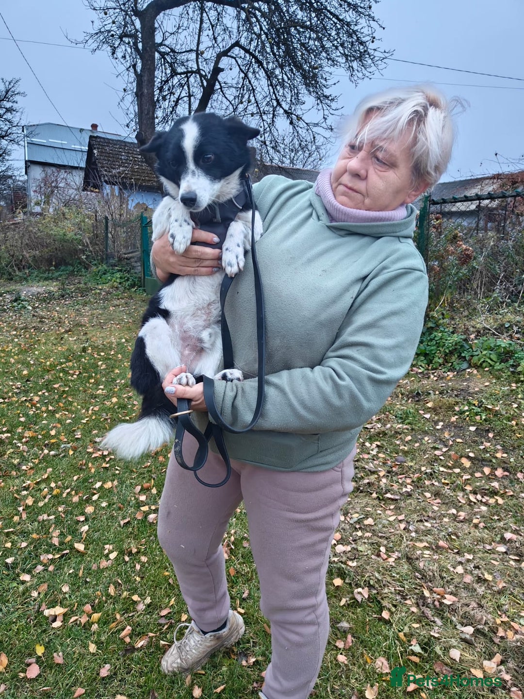 Mixed Breed dogs for adoption: 💙🐶Bobby -3 yo small boy with spirit of lion💙🐶 - Advert 10