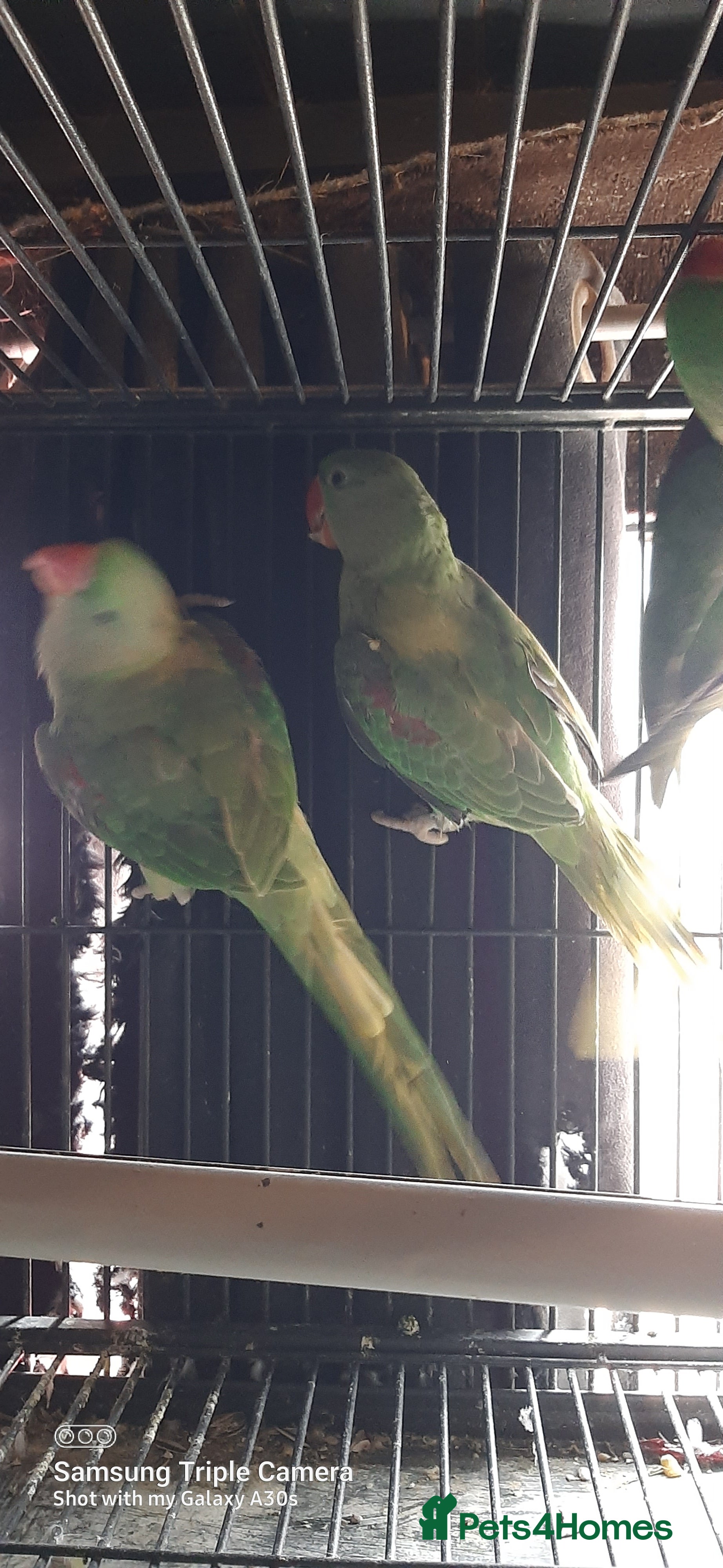 Parrots birds Alexandrine baby lovely Birds for king gifts new - Advert 17