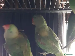 Parrots birds Alexandrine baby lovely Birds for king gifts new - Advert 17