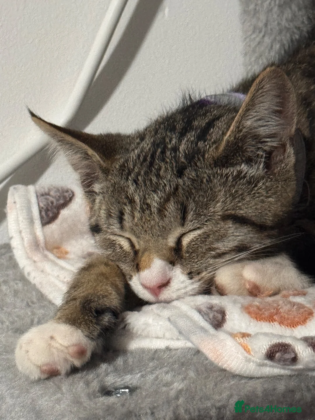Mixed Breed cats for sale: URGANT  - Advert 3