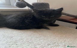 Mixed Breed cats for sale: 2 female kittens for sale! - Image 6