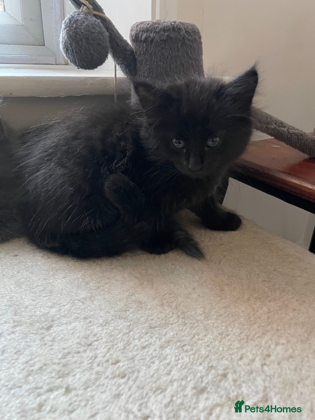 Mixed Breed cats for sale: 2 female kittens for sale! - Image 6