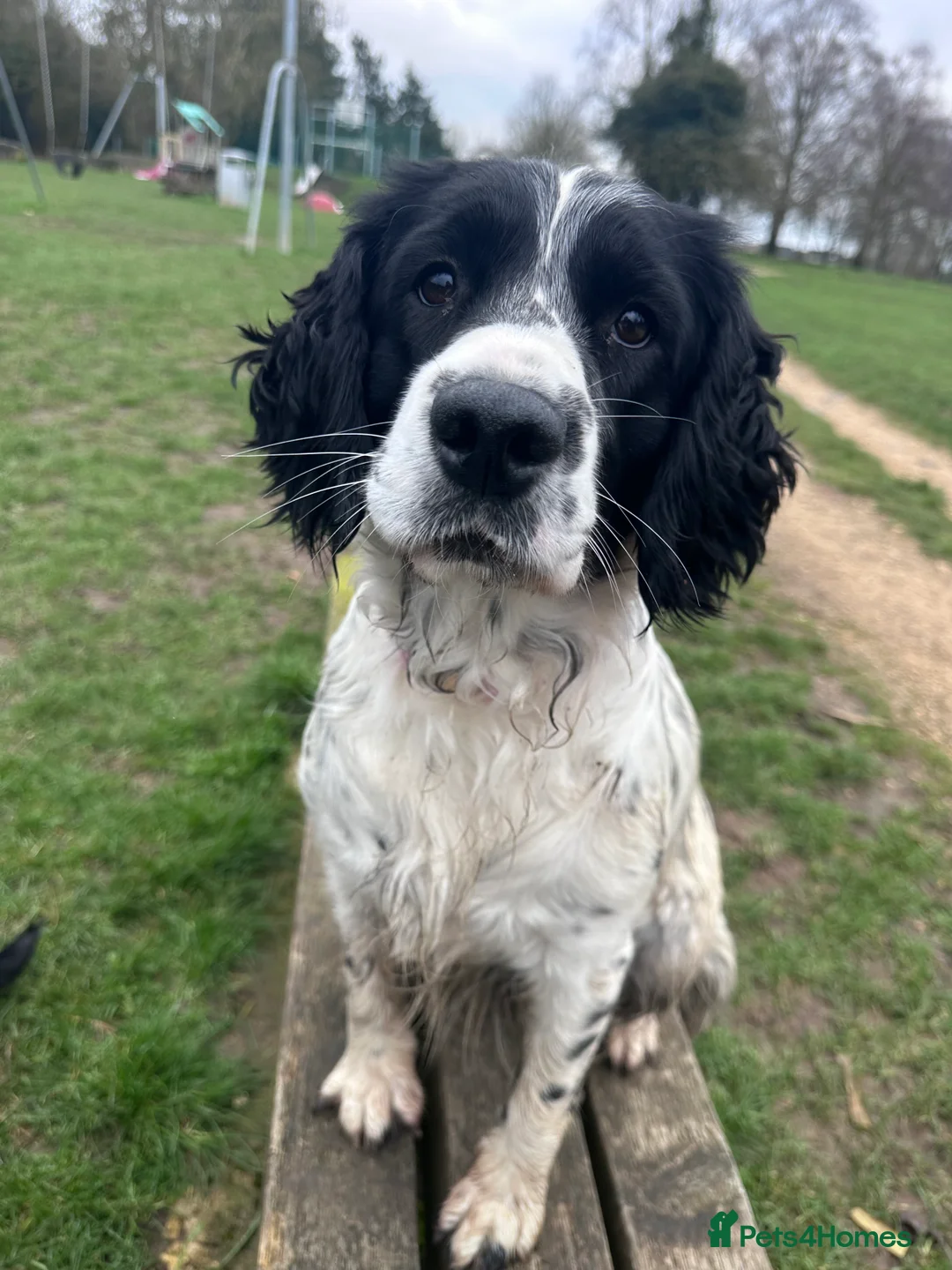 Mixed Breed dogs for sale: Springer x Clumber spaniel  in Gloucester - Advert 1