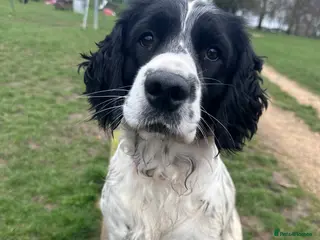 Mixed Breed dogs Springer x Clumber spaniel in Gloucester - Advert 1