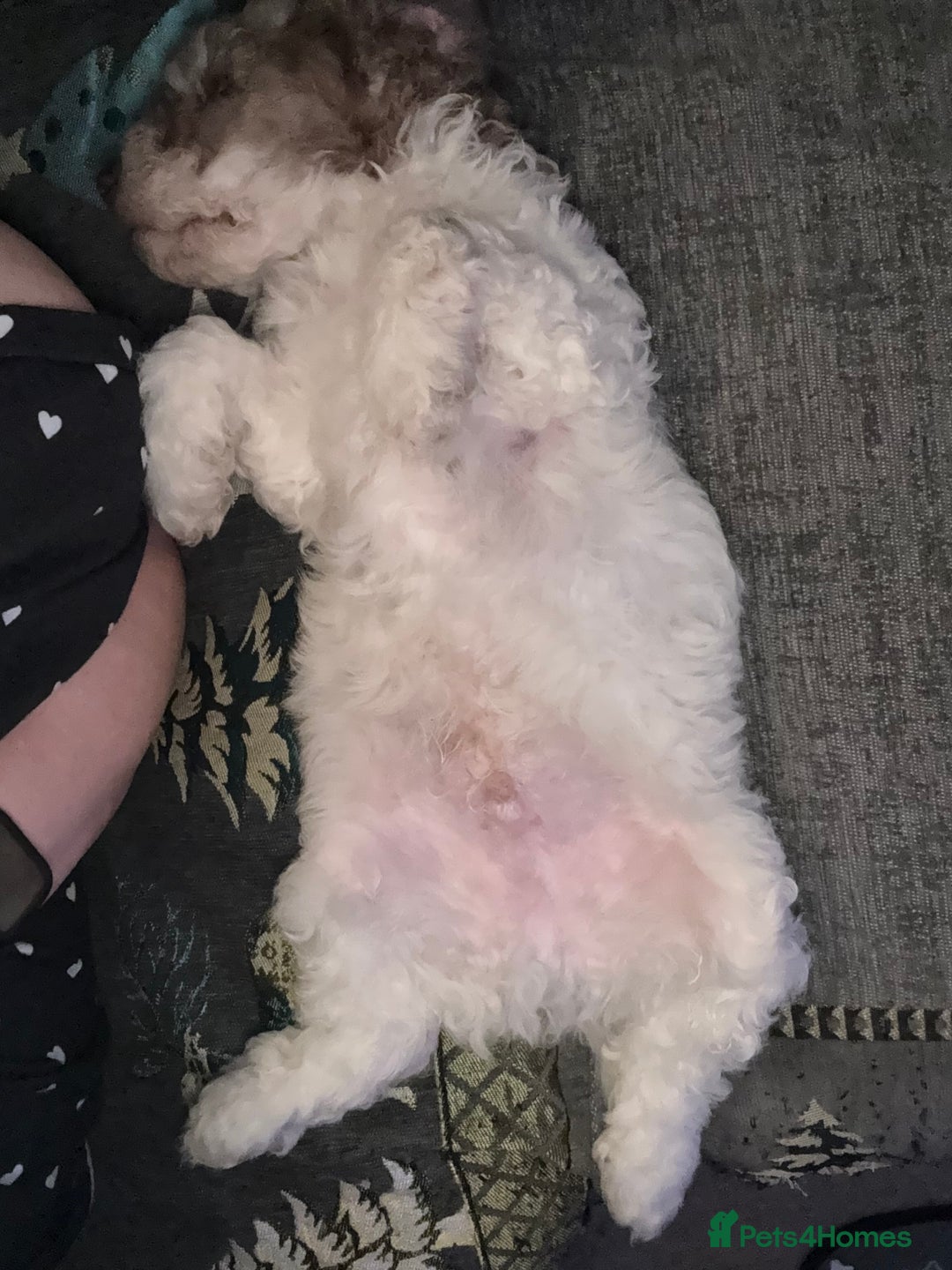 Mixed Breed cats for sale: 11 weeks old cockapoo called Bruce. Ready to go. - Advert 3