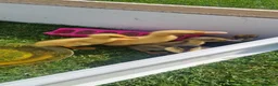 Ducks poultry for sale: Ducklings for sale, mix of ages and breeds - Advert 1