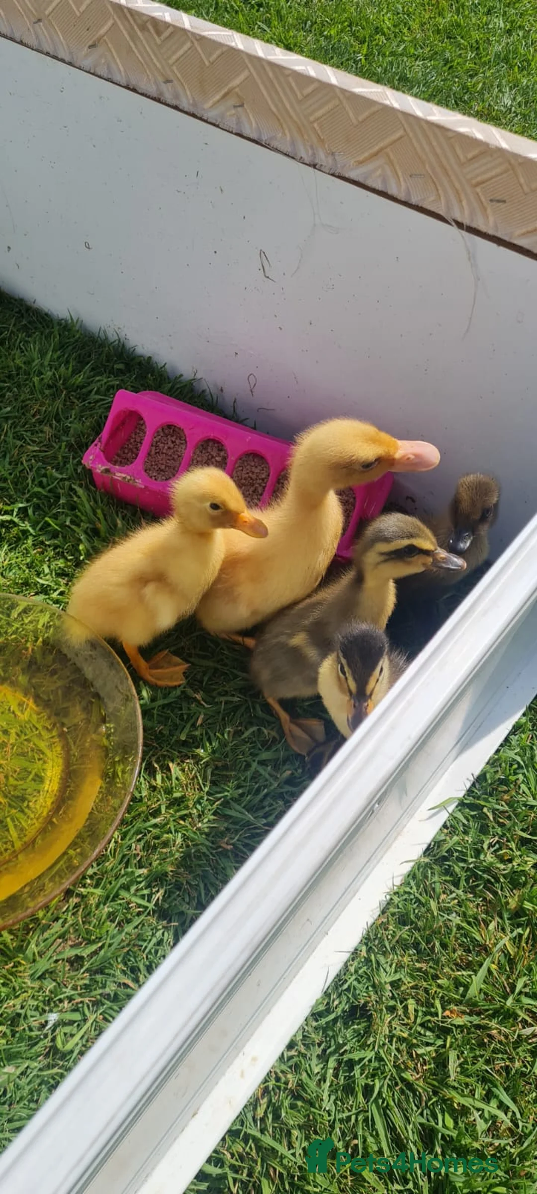 Ducks poultry for sale: Ducklings for sale, mix of ages and breeds - Advert 1