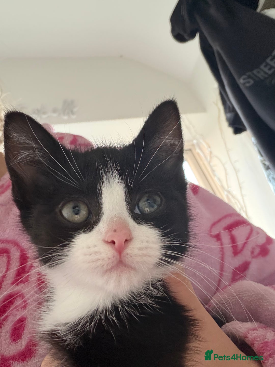 Mixed Breed cats for sale: Kittens  - Advert 13