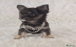 Chihuahua dogs for sale: Stunning Long Coat Chihuahua Puppies  - Image 7