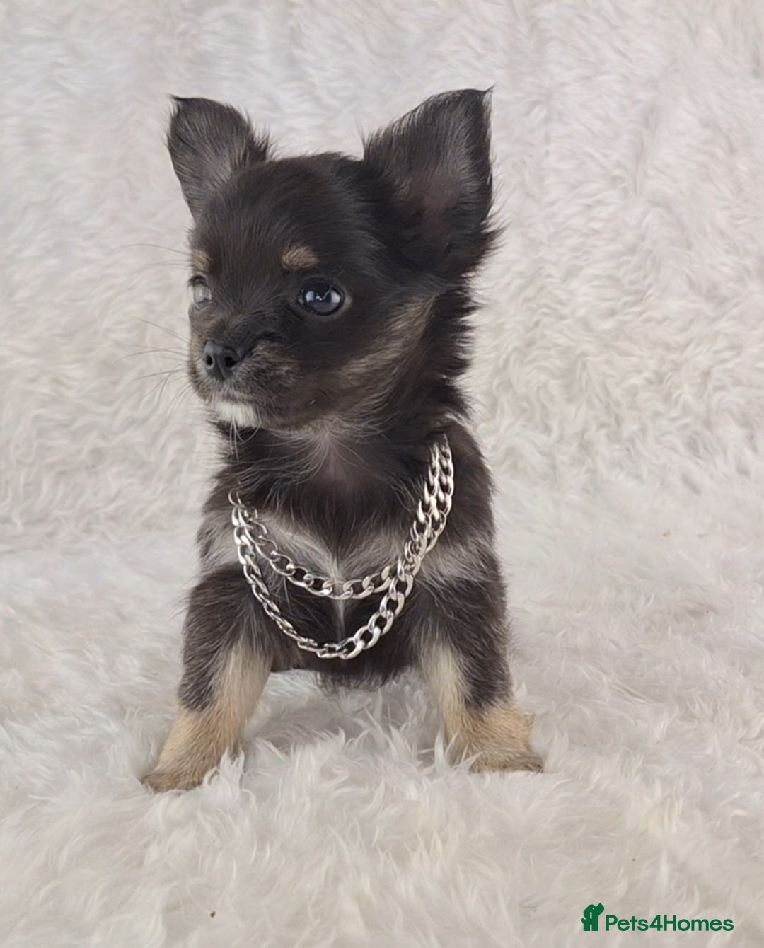Chihuahua dogs for sale: Stunning Long Coat Chihuahua Puppies  - Image 7