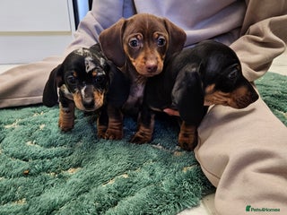 Miniature Dachshund dogs - Advert 2