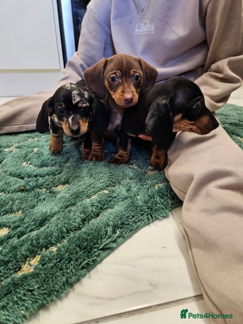 Miniature Dachshund dogs - Advert 3