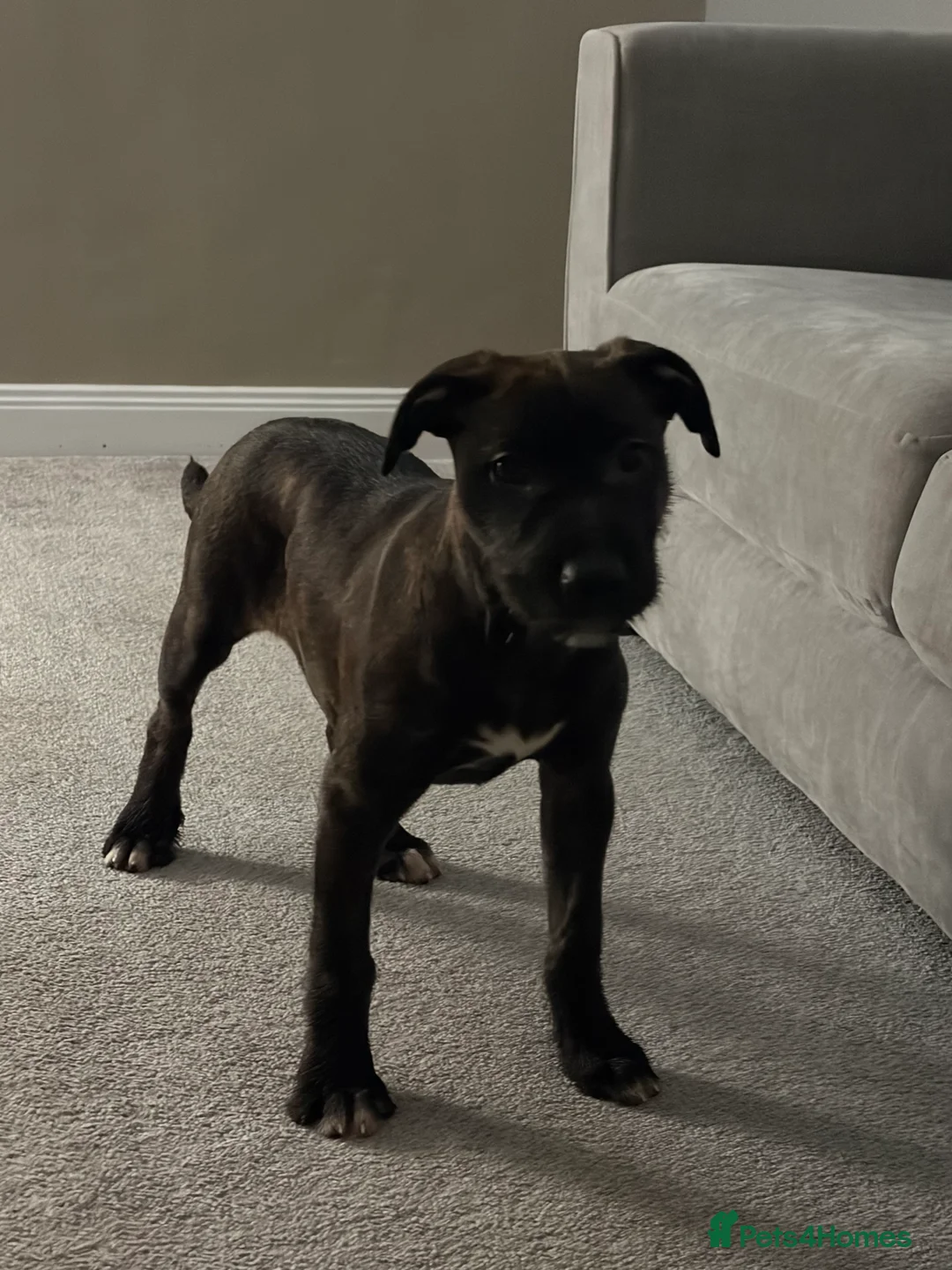 Mixed Breed dogs for sale: Lovely wheaten terrier x girl in Stirling - Advert 6