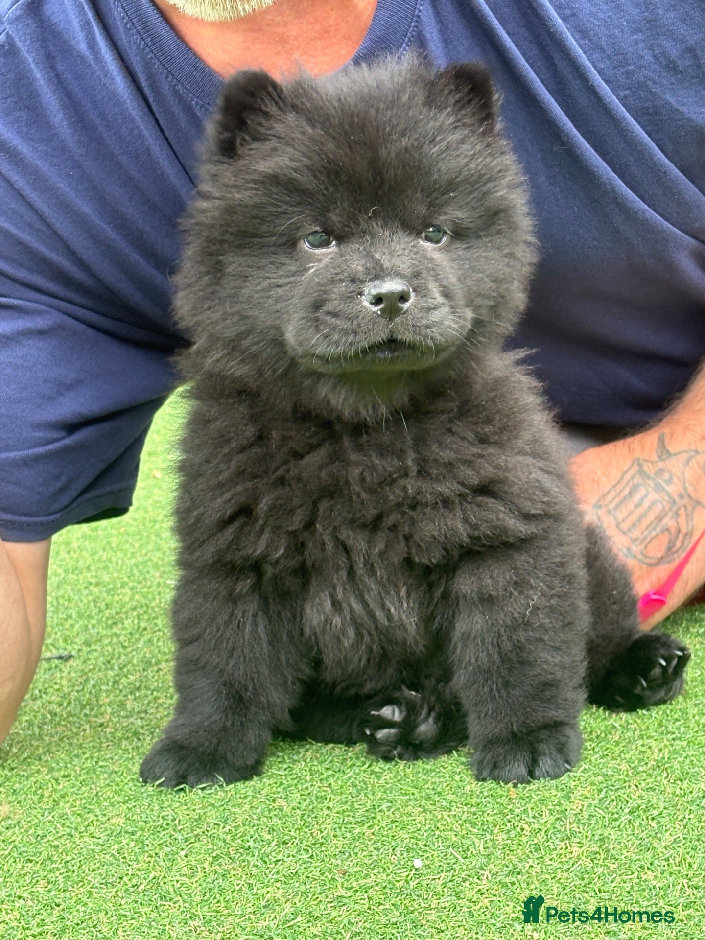 Chow Chow dogs Chow pups ready papers to hand !!! - Advert 11