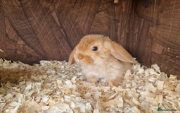 Mini Lop rabbits for sale: Mini lop babies  - Image 5