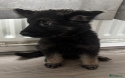 German Shepherd dogs for sale: German shepherd puppies - Image 11