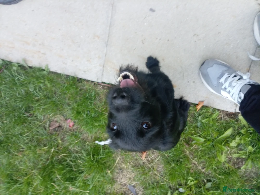 Mixed Breed dogs for sale: Dog  **  in Houghton le Spring - Advert 2