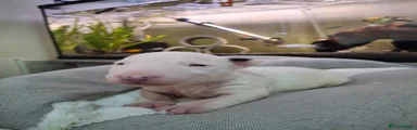 English Bull Terrier Puppy 1