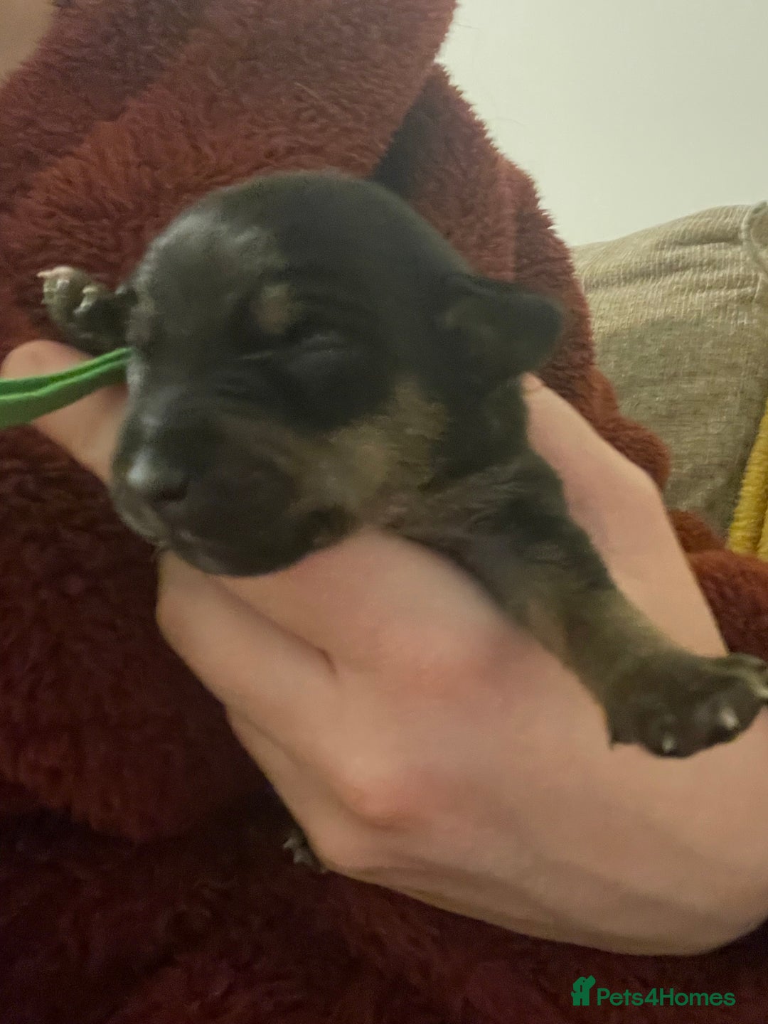 Jack Russell dogs for sale: Jack Russell Puppies - Advert 13