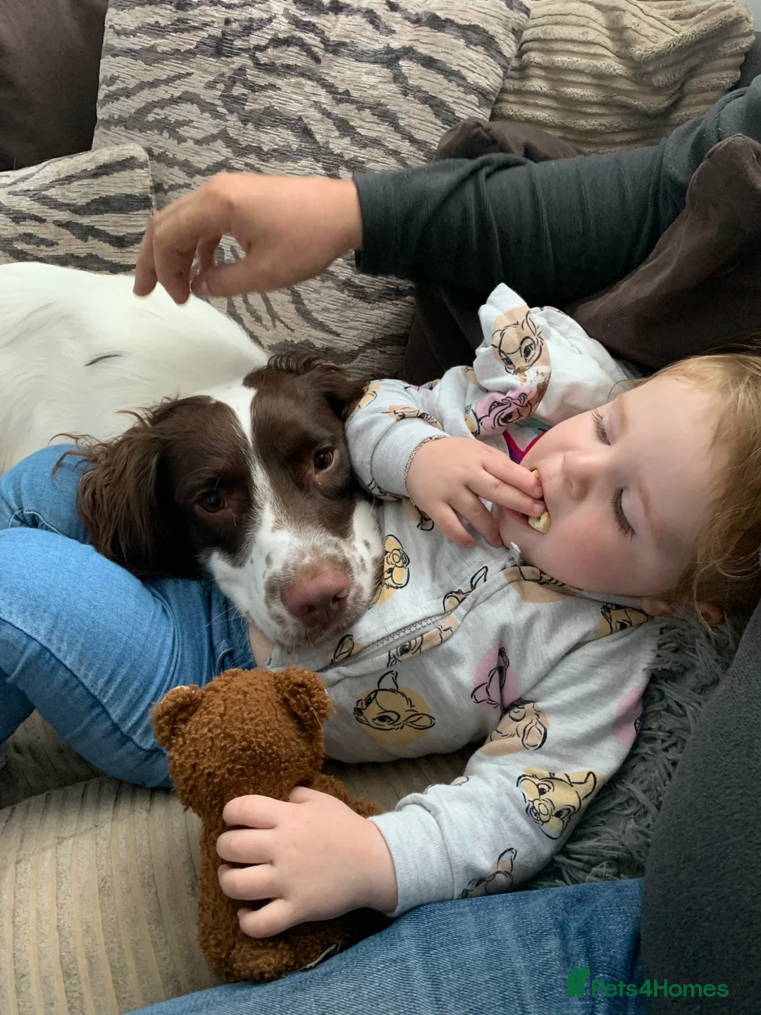 English Springer Spaniel dogs for sale: Oscar in Llanfairfechan - Advert 5