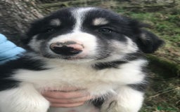 Border Collie dogs for sale: Border Collies Farmbred  - Image 2