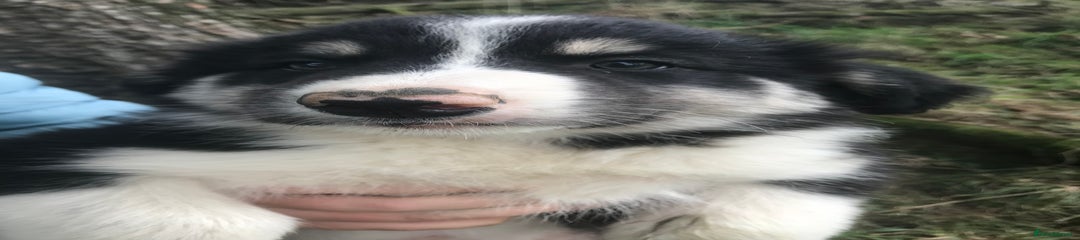Border Collie Puppy 1