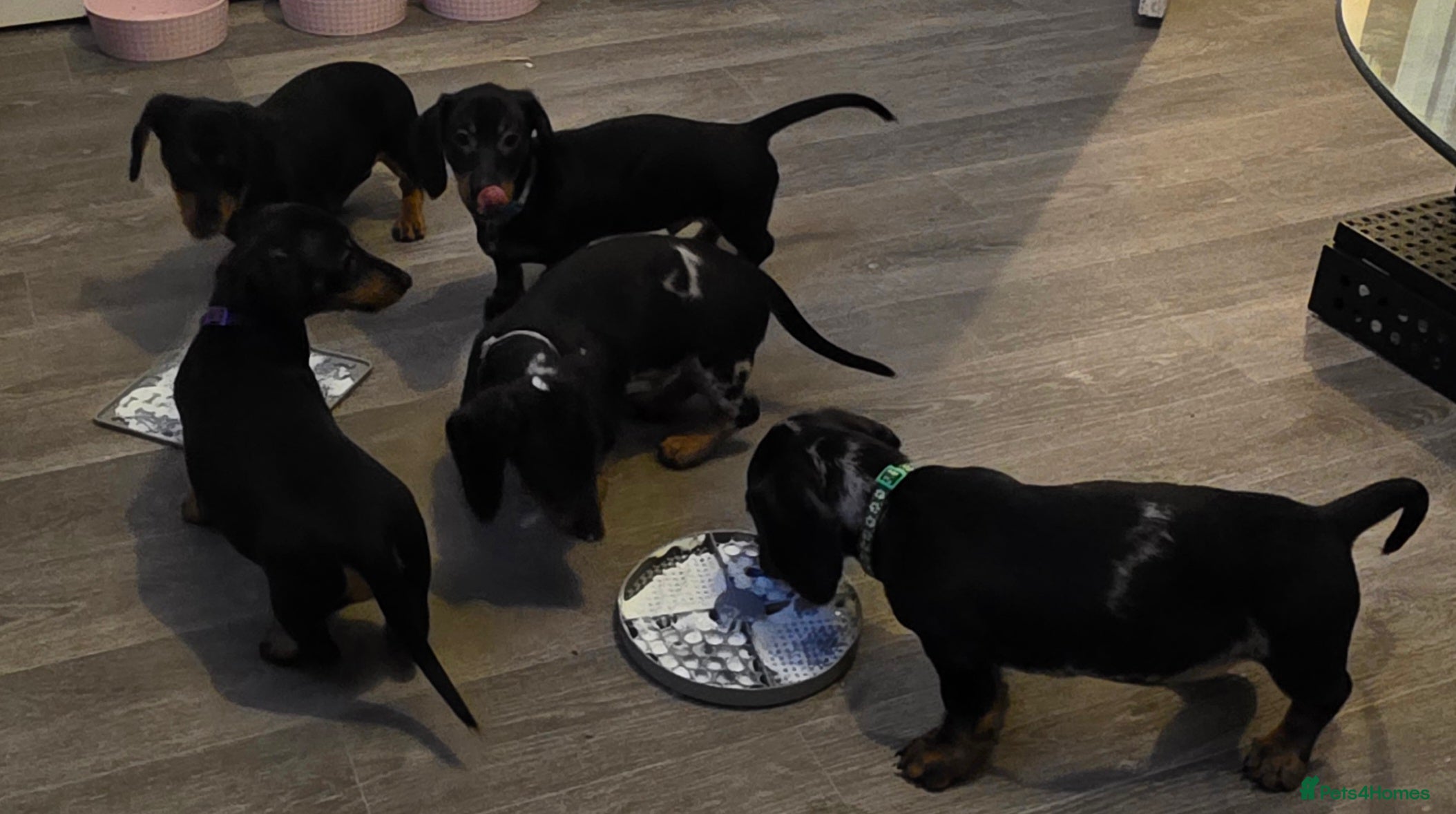 Dachshund dogs Lovely mini dachshund puppies  - Advert 5