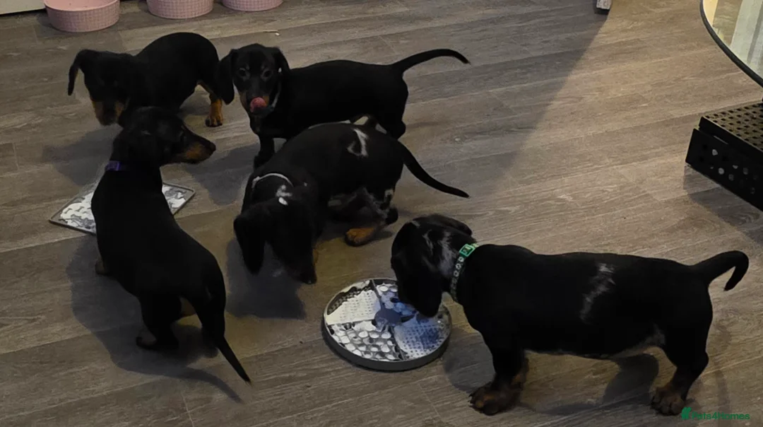 Dachshund dogs for sale: Lovely mini dachshund puppies  - Advert 2