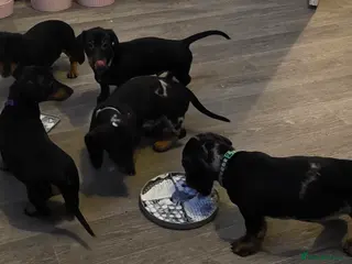 Dachshund dogs Lovely mini dachshund puppies - Advert 5