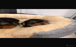 Yorkshire Terrier dogs for sale: Yorkshire terrier puppies  - Image 3