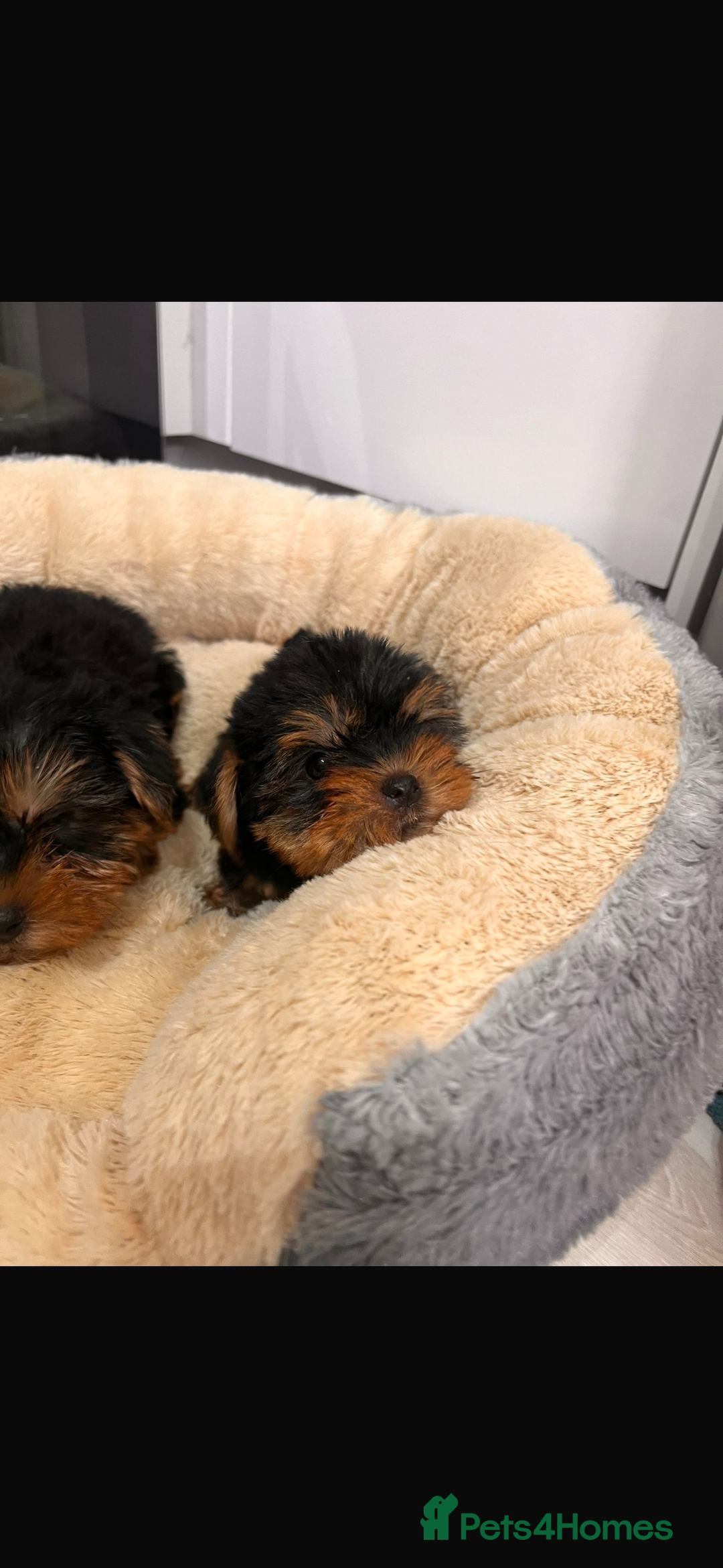 Yorkshire Terrier dogs for sale: Yorkshire terrier puppies  - Image 3