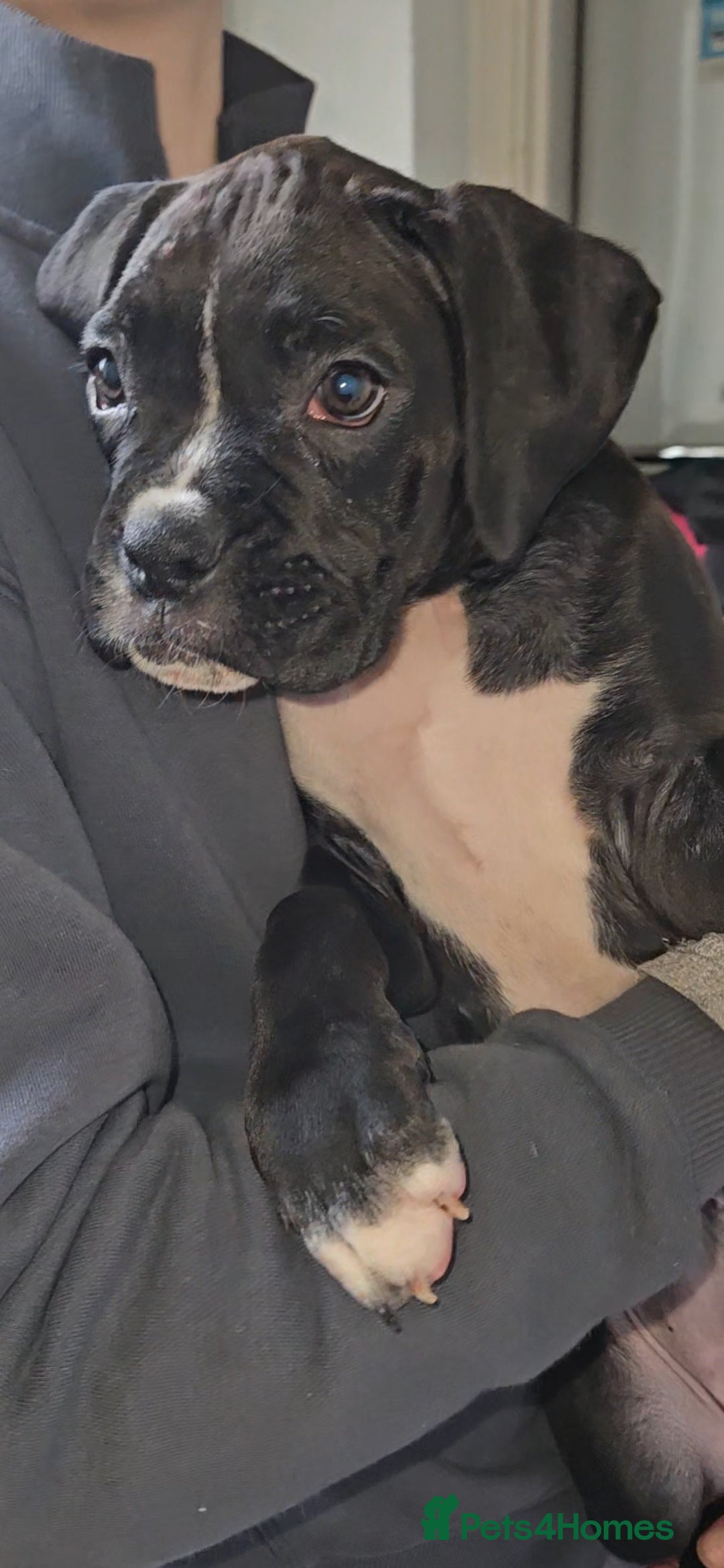 Boxer dogs for sale: READY NOW Kc reg sealed brindle fully vac  - Image 7