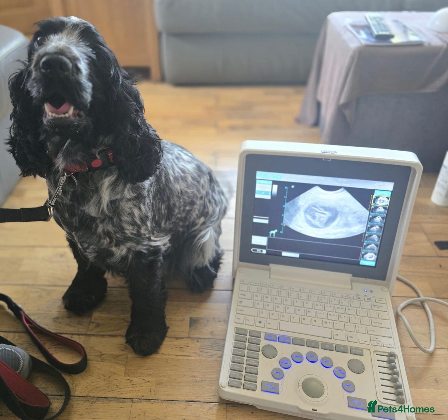 Cocker Spaniel dogs Show cocker spaniels due July 22nd - Advert 1