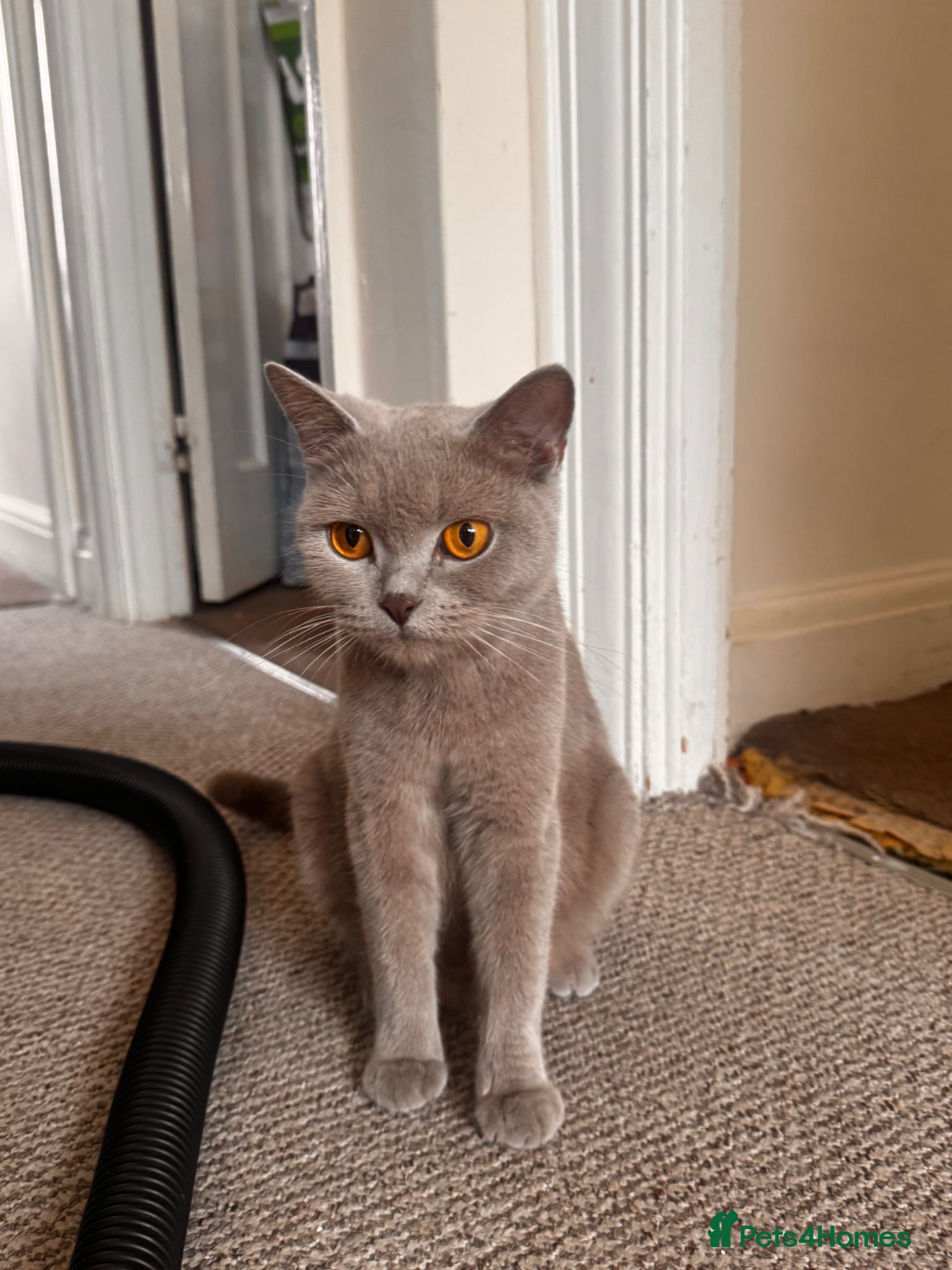 British Shorthair cats The most beautiful full grey British shorthair. - Advert 1