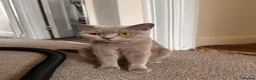 British Shorthair cats for sale: The most beautiful full grey British shorthair. - Advert 1