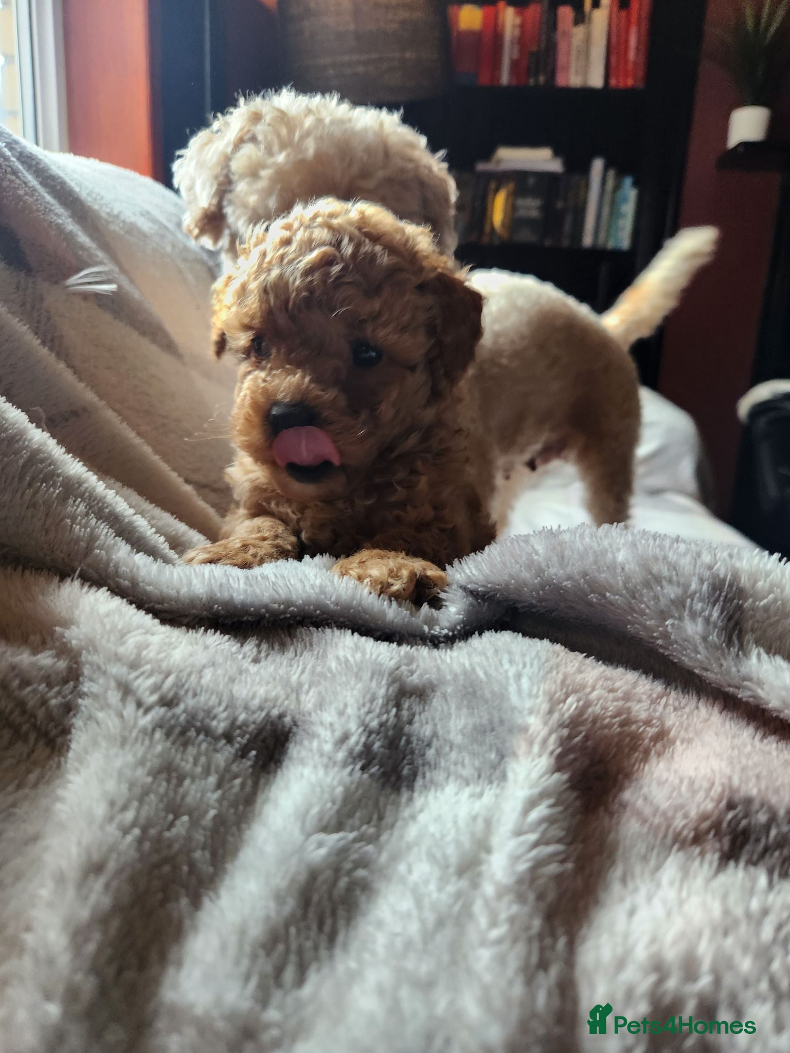 Poochon dogs Stunning Poochon Puppies Ready 25th June 🐩❤️ - Advert 1