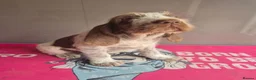 Italian Spinone dogs for sale: Brown Roan female Italian Spinone   - Advert 2