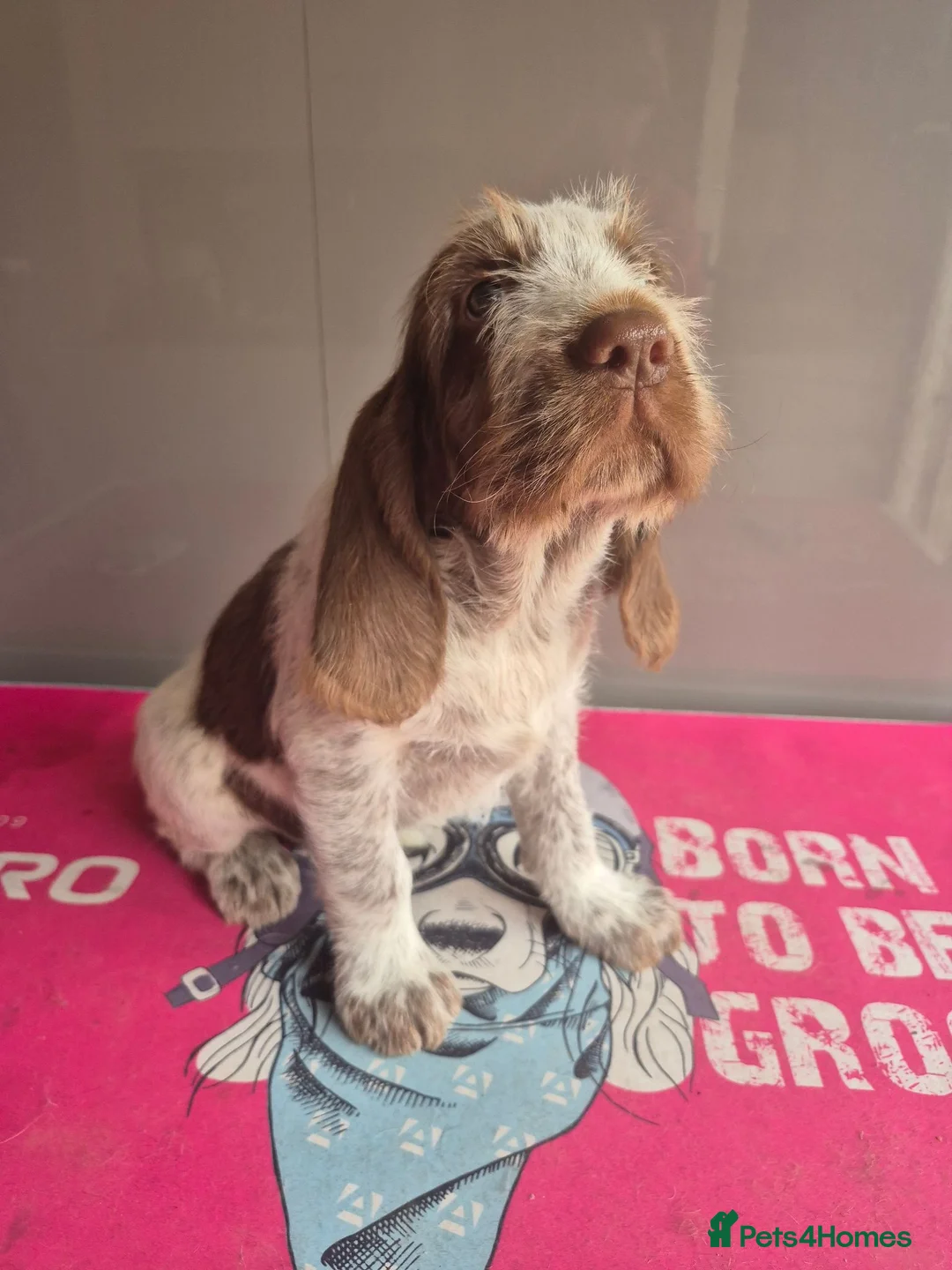 Italian Spinone dogs for sale: Brown Roan female Italian Spinone   - Advert 2