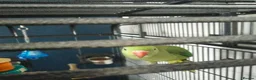 Parakeets birds for sale: Indian ring neck parrot  - Advert 6