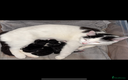 Mixed Breed cats for sale: 4 Kittens  - Image 20