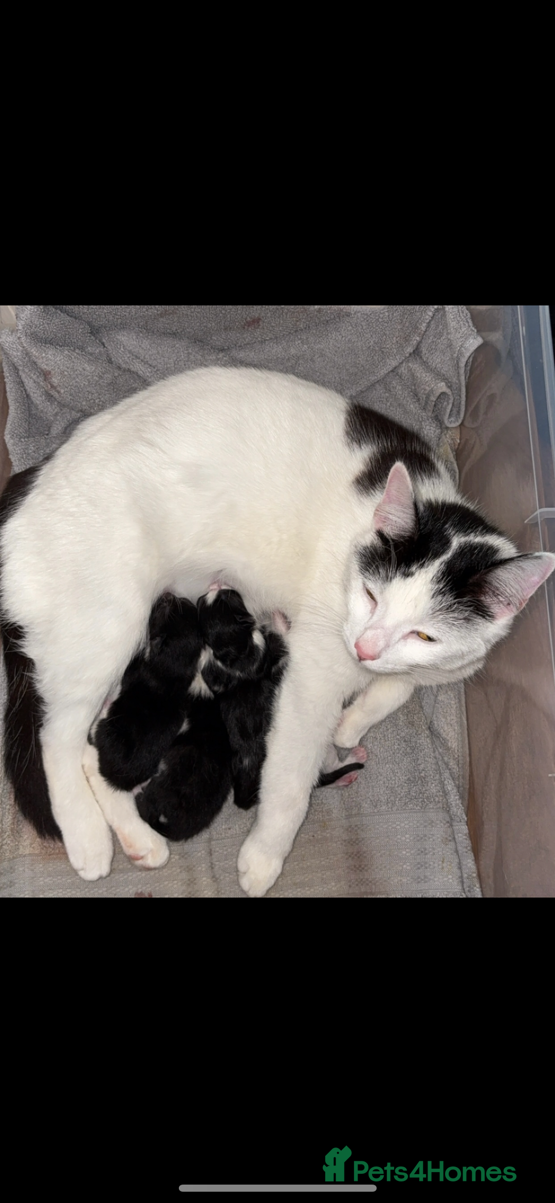 Mixed Breed cats for sale: 4 Kittens  - Image 20