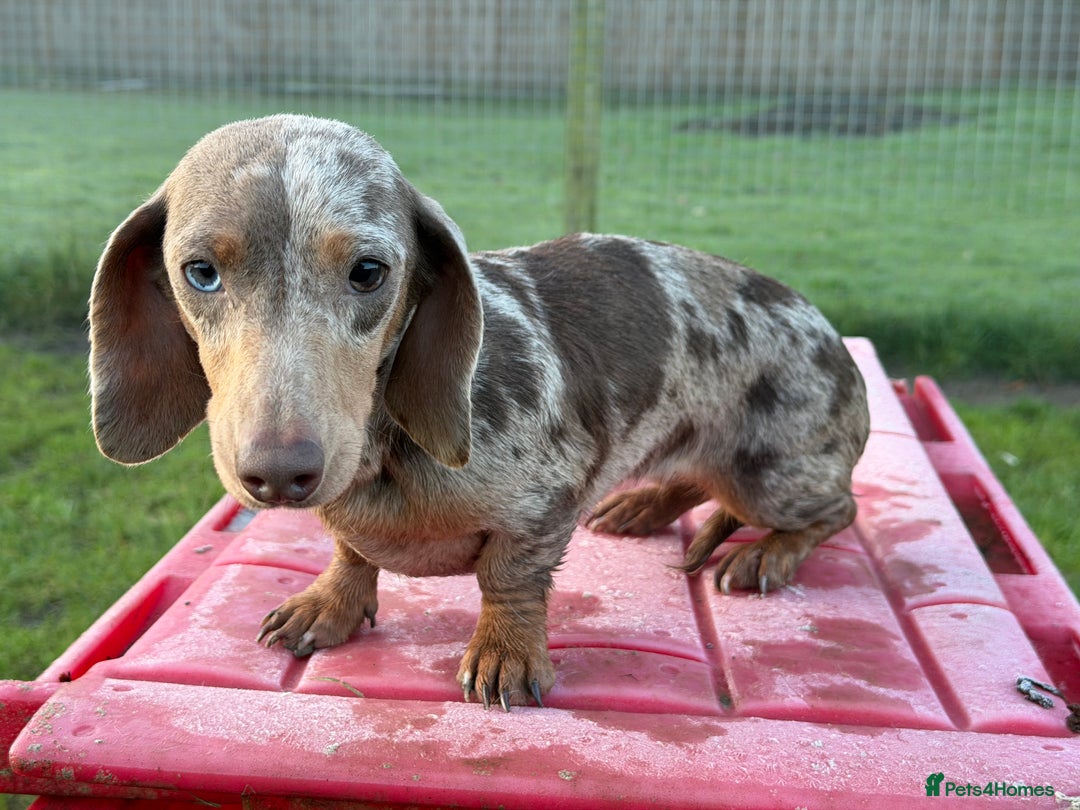 Miniature Dachshund dogs for sale: Dapple mini girl  - Advert 3