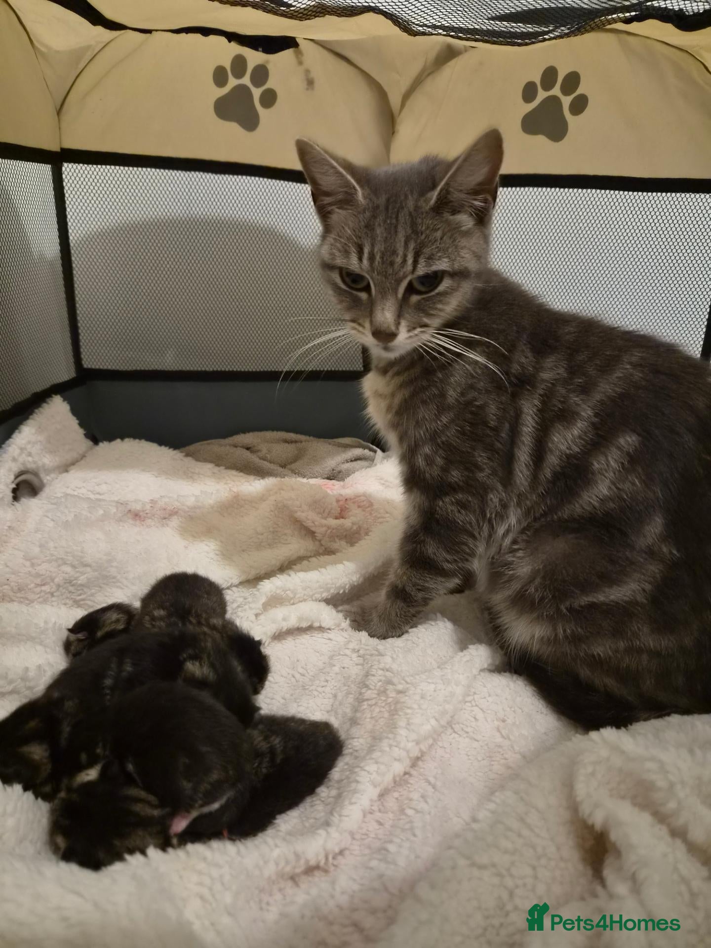 Mixed Breed cats Stunning tabby kittens  - Advert 1