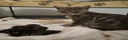 Mixed Breed cats for sale: Stunning tabby kittens  - Advert 1